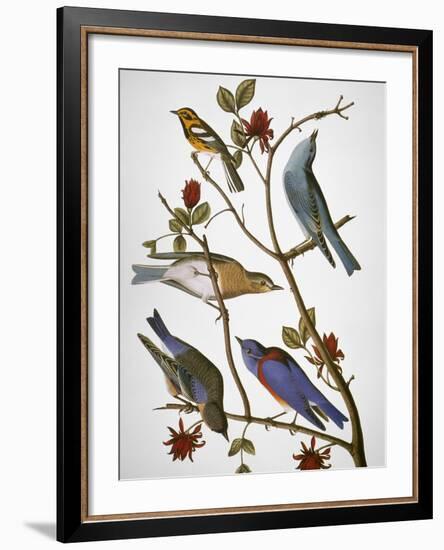 Audubon: Bluebirds-John James Audubon-Framed Giclee Print