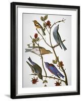 Audubon: Bluebirds-John James Audubon-Framed Giclee Print
