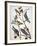 Audubon: Bluebirds-John James Audubon-Framed Giclee Print