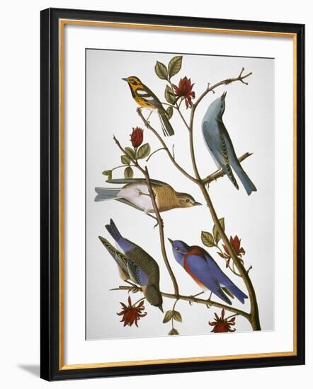 Audubon: Bluebirds-John James Audubon-Framed Giclee Print