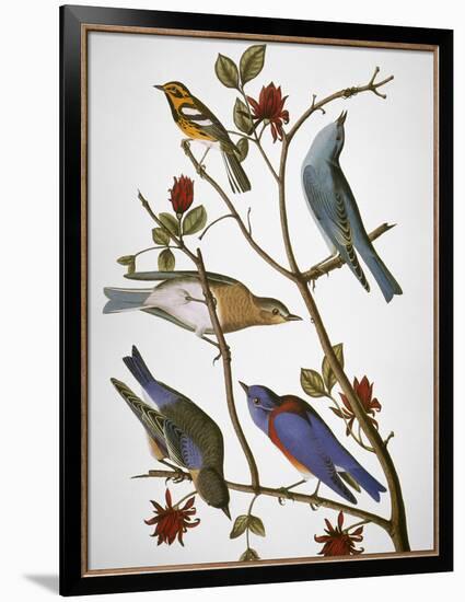 Audubon: Bluebirds-John James Audubon-Framed Giclee Print