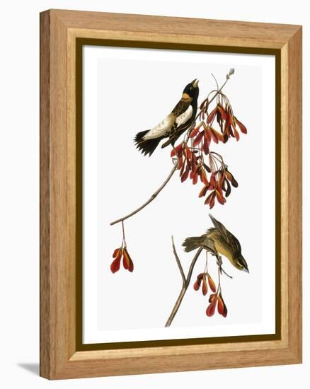 Audubon: Bobolink-John James Audubon-Framed Premier Image Canvas