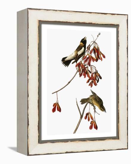 Audubon: Bobolink-John James Audubon-Framed Premier Image Canvas