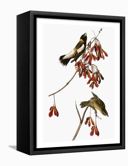 Audubon: Bobolink-John James Audubon-Framed Premier Image Canvas