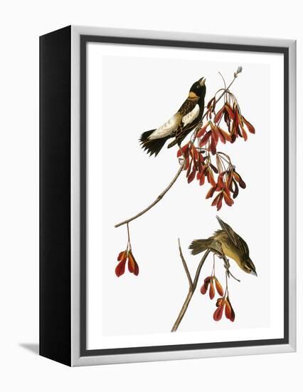 Audubon: Bobolink-John James Audubon-Framed Premier Image Canvas