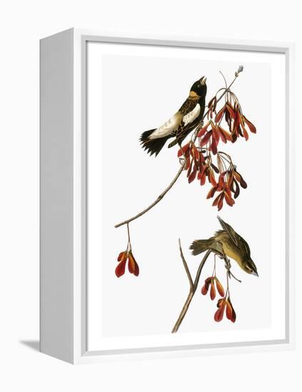 Audubon: Bobolink-John James Audubon-Framed Premier Image Canvas