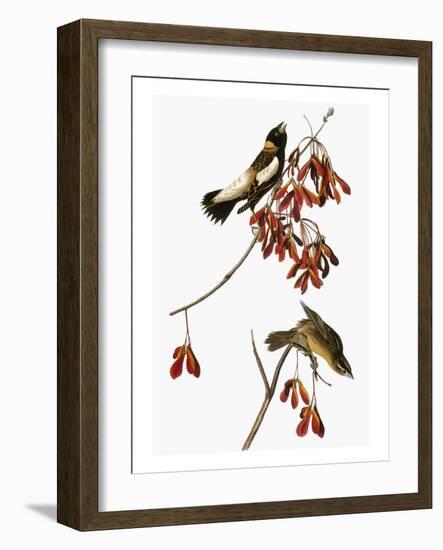 Audubon: Bobolink-John James Audubon-Framed Giclee Print