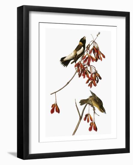 Audubon: Bobolink-John James Audubon-Framed Giclee Print