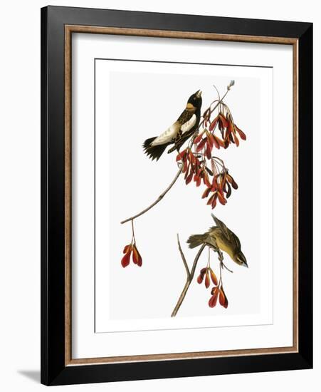 Audubon: Bobolink-John James Audubon-Framed Giclee Print