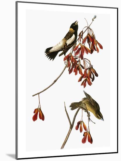 Audubon: Bobolink-John James Audubon-Mounted Giclee Print