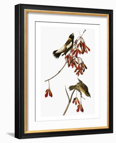 Audubon: Bobolink-John James Audubon-Framed Giclee Print