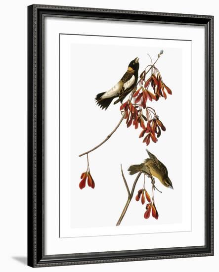 Audubon: Bobolink-John James Audubon-Framed Giclee Print