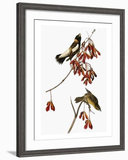 Audubon: Bobolink-John James Audubon-Framed Giclee Print