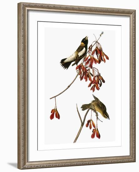 Audubon: Bobolink-John James Audubon-Framed Giclee Print