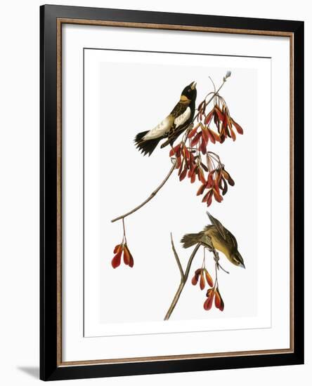 Audubon: Bobolink-John James Audubon-Framed Giclee Print