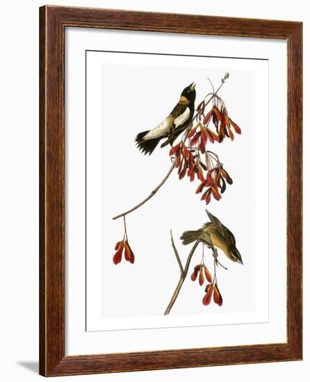 Audubon: Bobolink-John James Audubon-Framed Giclee Print