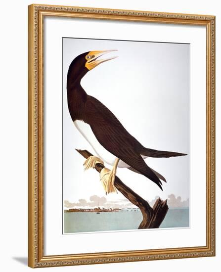 Audubon: Booby-John James Audubon-Framed Giclee Print