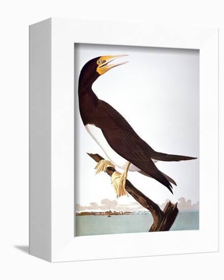 Audubon: Booby-John James Audubon-Framed Giclee Print