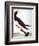 Audubon: Booby-John James Audubon-Framed Giclee Print