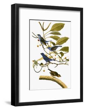 Audubon: Bunting, 1827-38-John James Audubon-Framed Giclee Print