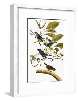 Audubon: Bunting, 1827-38-John James Audubon-Framed Giclee Print