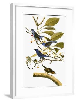 Audubon: Bunting, 1827-38-John James Audubon-Framed Giclee Print