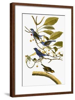 Audubon: Bunting, 1827-38-John James Audubon-Framed Giclee Print