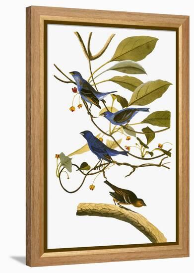 Audubon: Bunting, 1827-38-John James Audubon-Framed Premier Image Canvas