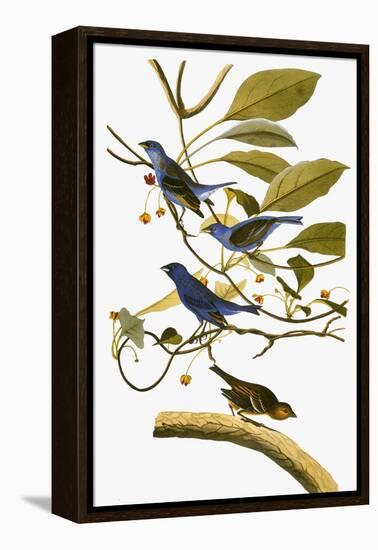 Audubon: Bunting, 1827-38-John James Audubon-Framed Premier Image Canvas