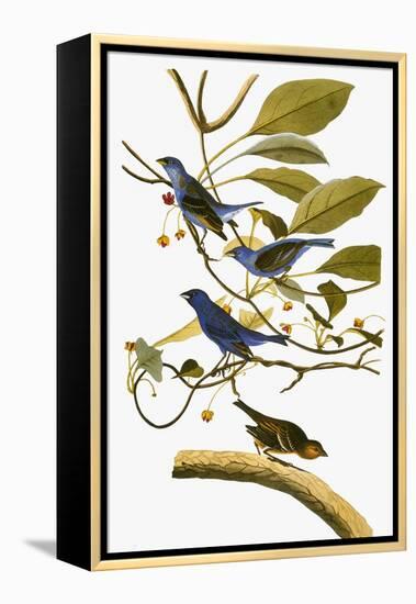 Audubon: Bunting, 1827-38-John James Audubon-Framed Premier Image Canvas