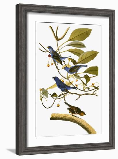 Audubon: Bunting, 1827-38-John James Audubon-Framed Giclee Print