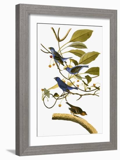 Audubon: Bunting, 1827-38-John James Audubon-Framed Giclee Print