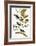 Audubon: Bunting, 1827-38-John James Audubon-Framed Giclee Print