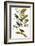 Audubon: Bunting, 1827-38-John James Audubon-Framed Giclee Print