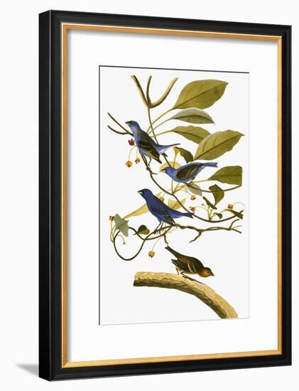 Audubon: Bunting, 1827-38-John James Audubon-Framed Giclee Print