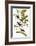 Audubon: Bunting, 1827-38-John James Audubon-Framed Giclee Print