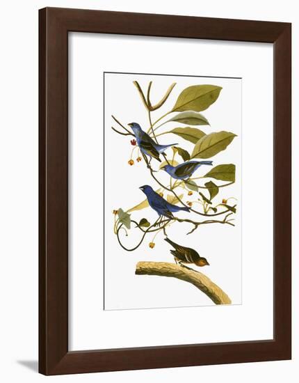 Audubon: Bunting, 1827-38-John James Audubon-Framed Giclee Print