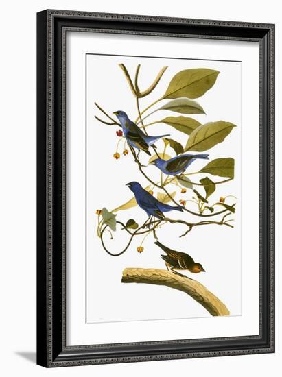 Audubon: Bunting, 1827-38-John James Audubon-Framed Giclee Print