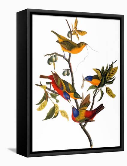 Audubon: Bunting, 1827-John James Audubon-Framed Premier Image Canvas