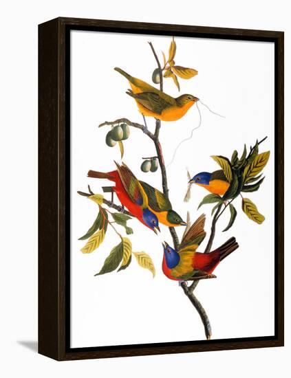 Audubon: Bunting, 1827-John James Audubon-Framed Premier Image Canvas