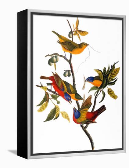 Audubon: Bunting, 1827-John James Audubon-Framed Premier Image Canvas