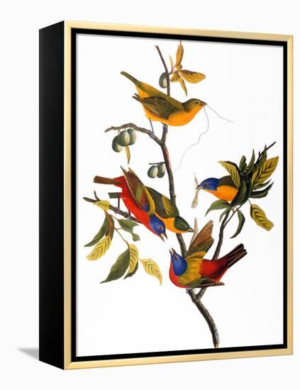 Audubon: Bunting, 1827-John James Audubon-Framed Premier Image Canvas