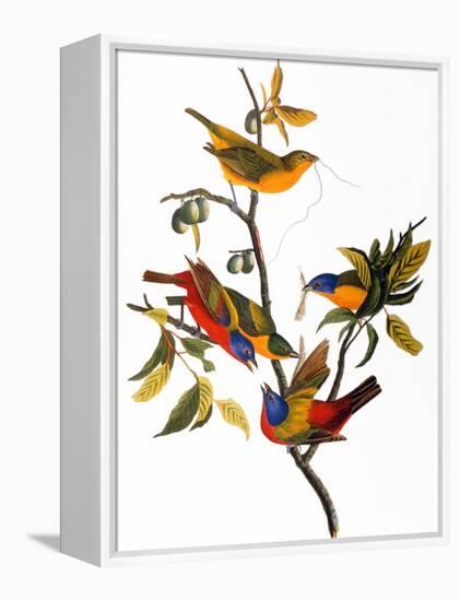 Audubon: Bunting, 1827-John James Audubon-Framed Premier Image Canvas