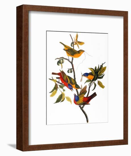 Audubon: Bunting, 1827-John James Audubon-Framed Premium Giclee Print