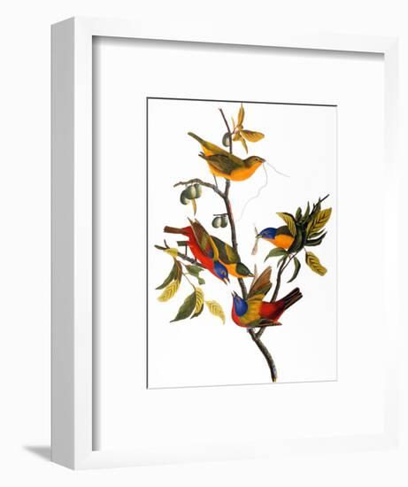 Audubon: Bunting, 1827-John James Audubon-Framed Premium Giclee Print