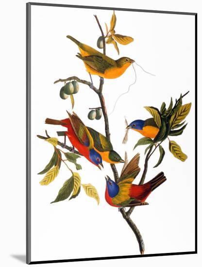 Audubon: Bunting, 1827-John James Audubon-Mounted Premium Giclee Print
