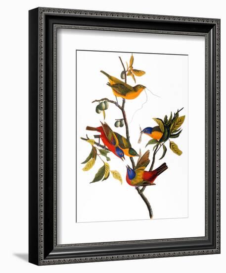 Audubon: Bunting, 1827-John James Audubon-Framed Premium Giclee Print