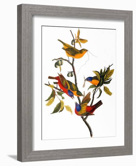 Audubon: Bunting, 1827-John James Audubon-Framed Premium Giclee Print