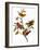 Audubon: Bunting, 1827-John James Audubon-Framed Premium Giclee Print