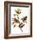 Audubon: Bunting, 1827-John James Audubon-Framed Premium Giclee Print